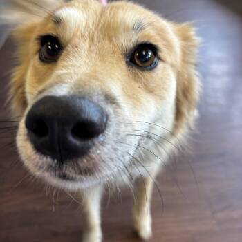 Gidget -  Retriever Dog for Adoption in Crystal Lake, Illinois - Gidget | PetCurious