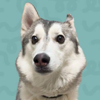 Husky Dogs Available for Adoption in Reno, Nevada - Aska | PetCurious