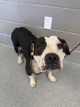 BOBBIE -  Pit Bull Terrier Dog for Adoption in Indianapolis, Indiana - BOBBIE | PetCurious