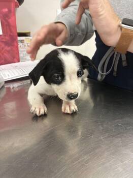 Bean Sprout -  Terrier Dog for Adoption in Marietta, Georgia - Bean Sprout | PetCurious