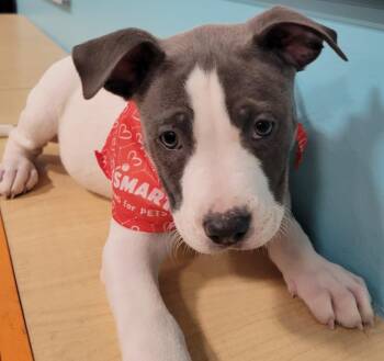 Rescue Labrador Retriever and Terrier Dogs for Adoption in Houston, Texas - Maggie | PetCurious