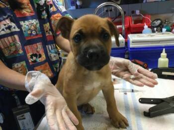 ZEUS -  German Shepherd Dog Dog for Adoption in Riverside, California - ZEUS | PetCurious