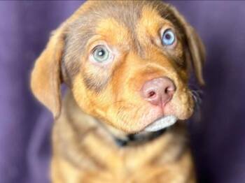 Noodle -  Husky and Mixed Breed Dog for Adoption in Portland, Oregon - Noodle | PetCurious