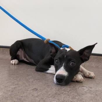 Shelly -  Terrier Dog for Adoption in Brentwood, Missouri - Shelly | PetCurious