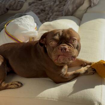 French Bulldog Dogs Available for Adoption - Ruby | PetCurious