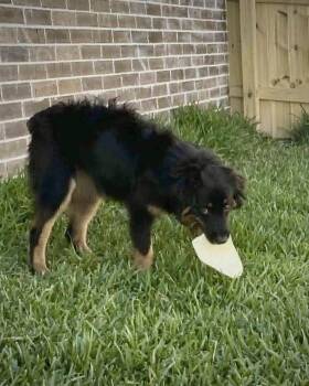 Fanta -  Australian Shepherd Dog for Adoption in Monticello, New York - Fanta | PetCurious