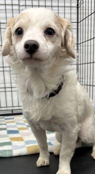 Chihuahua and Papillon Dogs Available for Adoption - Stanley | PetCurious