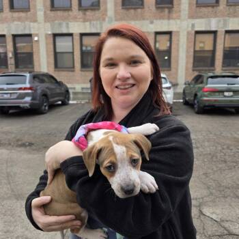 Mixed Breed Dogs Available for Adoption - Superman | PetCurious