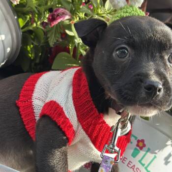 Rat Terrier and Pug Dogs Available for Adoption in Oklahoma City, Oklahoma - Maude C-34437 | PetCurious