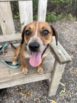 Rescue Beagle Dogs for Adoption in Elmsford, New York - Brownie Sundae | PetCurious