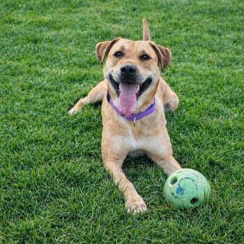 Labrador Retriever Dogs Available for Adoption - Sadie | PetCurious