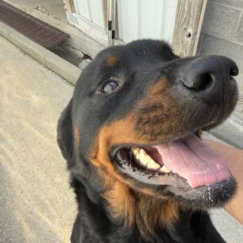 Rottweiler Dogs Available for Adoption in Lewisburg, Tennessee - Bubbles | PetCurious