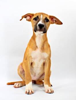 Llama -  Labrador Retriever and Mixed Breed Dog for Adoption in Morton Grove, Illinois - Llama | PetCurious