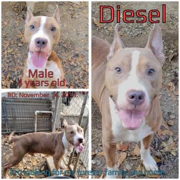 Rescue Mixed Breed Dogs for Adoption in Boaz, Alabama - Diesel | PetCurious