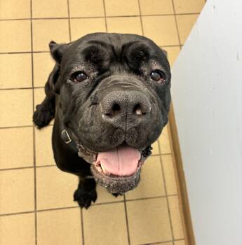 Rico -  Cane Corso Dog for Adoption in Pittsburgh, Pennsylvania - Rico | PetCurious