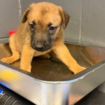 Mav -  Hound and Shepherd Dog for Adoption in Tuscaloosa, Alabama - Mav | PetCurious