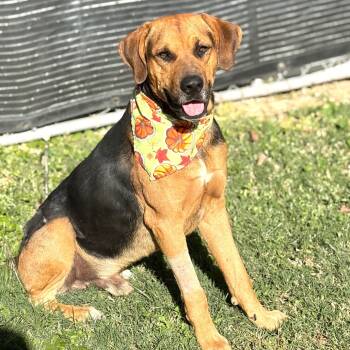 Rescue Rottweiler and Bloodhound Dogs for Adoption in Bastrop, Texas - Bubba 25-10-180 | PetCurious