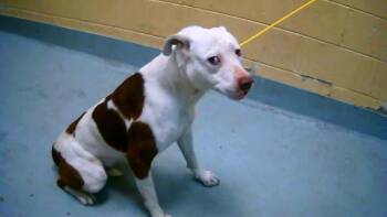 Pit Bull Terrier and Mixed Breed Dogs Available for Adoption - A180773 | PetCurious
