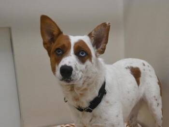 Red -  Australian Cattle Dog Blue Heeler Dog for Adoption in Portland, Oregon - Red | PetCurious