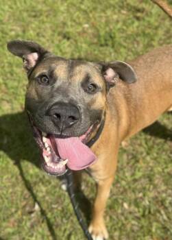 COWBOY -  American Staffordshire Terrier and German Shepherd Dog Dog for Adoption in Fort Lauderdale, Florida - COWBOY | PetCurious