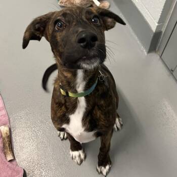 Mascot -  Mixed Breed Dog Available for Adoption - Mascot | PetCurious