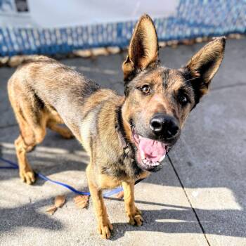 Zeke -  Shepherd Dog for Adoption in Oakland, California - Zeke | PetCurious