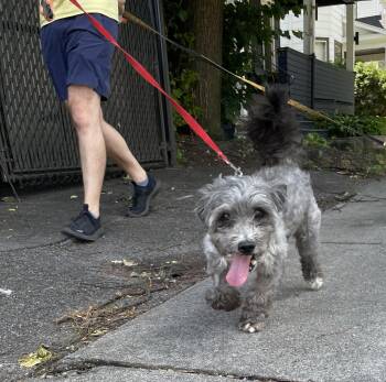 Huey -  Schnoodle and Miniature Poodle Dog for Adoption in Rochester, New York - Huey | PetCurious