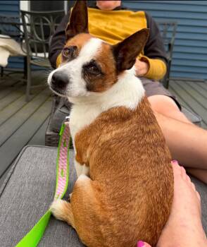 Chihuahua and Corgi Dogs Available for Adoption in West Falls, New York - Bozo | PetCurious