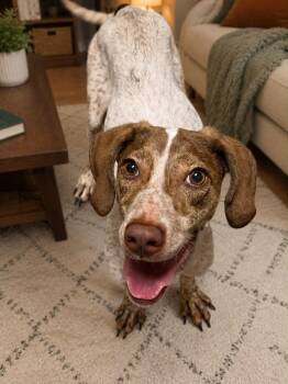 Ivy -  Mixed Breed Dog for Adoption in Shelburne, Vermont - Ivy | PetCurious