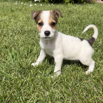 Jack Russell Terrier and Labrador Retriever Dogs Available for Adoption in San Diego, California - Grouper | PetCurious