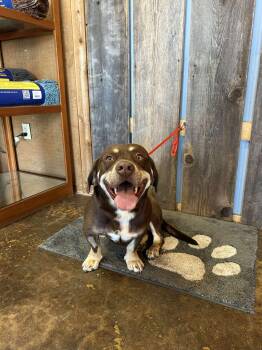 Rescue Basset Hound Dogs for Adoption in New Berlin, Wisconsin - HUMPHREY  $425 | PetCurious