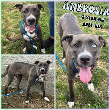 Rescue Pit Bull Terrier Dogs for Adoption in Greenwood, Indiana - Ambrosia | PetCurious