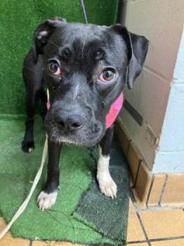 Madison -  Boxer and Mixed Breed Dog for Adoption in Gainesville, Florida - Madison | PetCurious