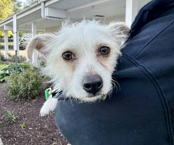 West Highland White Terrier Westie and Chihuahua Dogs Available for Adoption in Fairfax, Virginia - Carlito | PetCurious