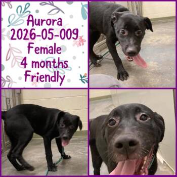 2026-05-009 *Aurora* -  Labrador Retriever Dog for Adoption in Winder, Georgia - 2026-05-009 *Aurora* | PetCurious