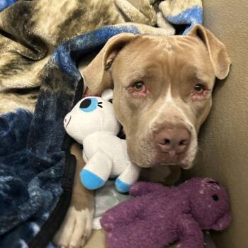Pit Bull Terrier Dogs Available for Adoption - Mufasa | PetCurious