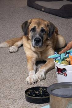 Great Pyrenees Dogs Available for Adoption - Ladee | PetCurious