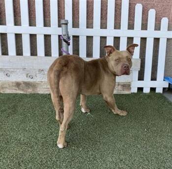 American Staffordshire Terrier Dogs Available for Adoption in Modesto, California - LUTHER | PetCurious