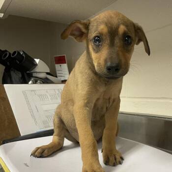 Doberman Pinscher Dogs Available for Adoption in San Antonio, Texas - QUO-GON JINN | PetCurious