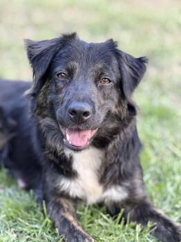 Border Collie and Cattle Dog Dogs Available for Adoption in Holly Springs, North Carolina - Maebry | PetCurious