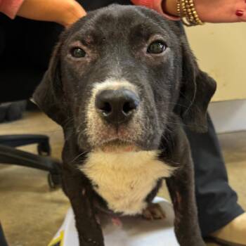 General -  Mixed Breed Dog Available for Adoption in Corinth, Mississippi - General | PetCurious