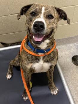 Jimmy -  Pit Bull Terrier Dog for Adoption in Youngstown, Ohio - Jimmy | PetCurious