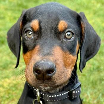 Mixed Breed and Doberman Pinscher Dogs Available for Adoption - McKenzie | PetCurious