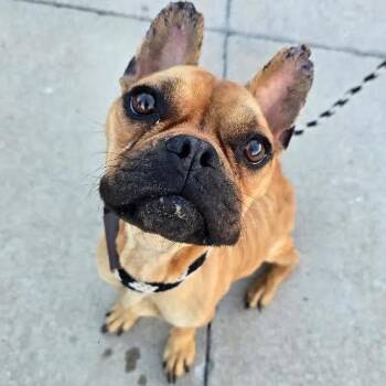 Maia -  French Bulldog Dog for Adoption in Austin, Arkansas - Maia | PetCurious