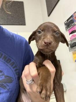 Akita -  Pit Bull Terrier and Mixed Breed Dog for Adoption in Pequot Lakes, Minnesota - Akita | PetCurious