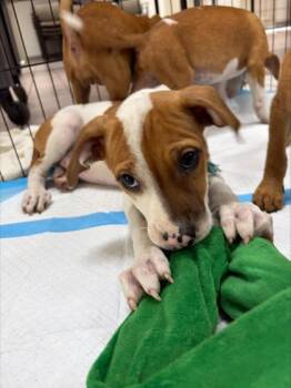 Mug -  Terrier and Mixed Breed Dog for Adoption in Honolulu, Hawaii - Mug | PetCurious