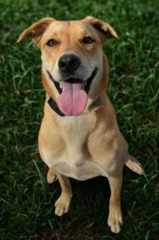 Tecna -  Shepherd and Mixed Breed Dog for Adoption in Visalia, California - Tecna | PetCurious