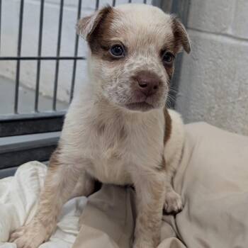 Kali -  Cattle Dog and Mixed Breed Dog for Adoption in Buchanan Dam, Texas - Kali | PetCurious