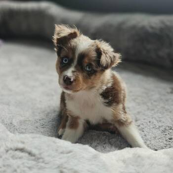 Peanut Butter -  Australian Shepherd Dog for Adoption in Tomah, Wisconsin - Peanut Butter | PetCurious