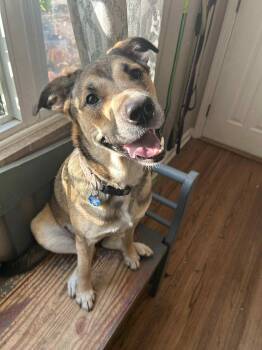 Rescue German Shepherd Dog and Pit Bull Terrier Dogs for Adoption in Oregon, Ohio - Hadley | PetCurious